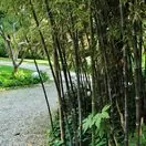 Phyllostachys Nigra 4