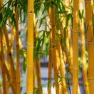 Phyllostachys aurea 1