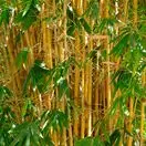 Phyllostachys aurea 2