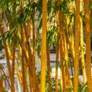 Phyllostachys aurea 3