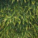 Phyllostachys aurea 4
