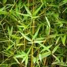 Phyllostachys aurea 6