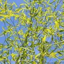 Phyllostachys aurea 9