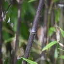 Phyllostachys Nigra 5