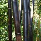 Phyllostachys Nigra 2