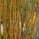 Phyllostachys spectabilis 3