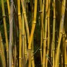 Phyllostachys spectabilis 2