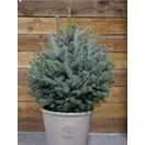 Pot Grown Blue Spruce 6080 Tree