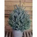 Pot Grown Blue Spruce 90100 Tree
