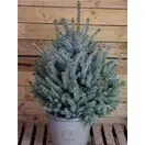 Pot Grown Blue Spruce 90100 Tree