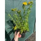 Potentilla Goldfinger 2