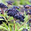 Sambucus Nigra 1 AS