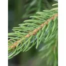 Serbian Spruce Potted Christmas Tree 2