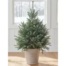 Serbian Spruce Potted Christmas Tree 1