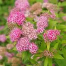 Spiraea Goldmound 1 AS