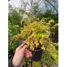 Stephanandra incisa Crispa 1