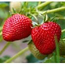 Strawberry Albion 3