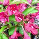 Weigela Bristol Ruby