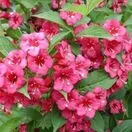 Weigela Bristol Ruby 2