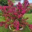Weigela Bristol Ruby 3