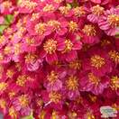 Buy Achillea millefolium 'Red Velvet' (Yarrow) online from Jacksons Nurseries