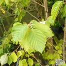 Buy Alnus incana Aurea at Jacksons Nurseries
