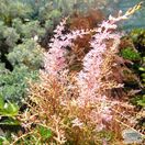 Buy Astilbe simplicifolia ‘Sprite’ online from Jacksons Nurseries.