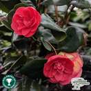 Buy Camellia x williamsii 'Ruby Wedding' online from Jacksons Nurseries