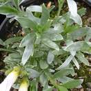 Buy Convulvulus cneorum (Silverbush) online from Jacksons Nurseries