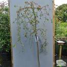 Buy Cotoneaster Hybridus Pendulus (Cotoneaster) online from Jacksons Nurseries