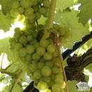 Buy Grape - Vitis vinifera Vroege van der Laan online from Jacksons Nurseries