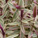 Buy Hebe Lady Ann online from Jacksons Nurseries