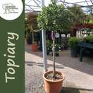 Buy Ilex aquifolium Lollipop (Topiary Holly) online from Jacksons Nurseries
