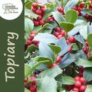 Buy Ilex aquifolium Lollipop (Topiary Holly) online from Jacksons Nurseries