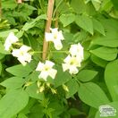 Buy Jasminum officinale 'Devon Cream' (Jasmine ‘Devon Cream’) online from Jacksons Nurseries