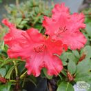 Buy Rhododendron ‘Axel Olsen’