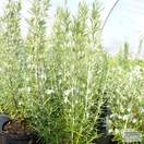 Buy Rosmarinus officinalis Miss Jessops Upright (Rosemary ) online from Jacksons Nurseries