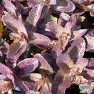 Buy Sedum telephium (Atropurpureum Group) 'Purple Emperor' (Stonecrop) online from Jacksons Nurseries