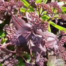 Buy Sedum telephium (Atropurpureum Group) 'Purple Emperor' (Stonecrop) online from Jacksons Nurseries