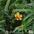 Buy Artemisia dracunculodies (Tarragon) online from Jacksons Nurseries