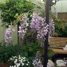 Buy Wisteria sinensis Blue Sapphire at Jacksons Nurseries