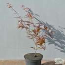 Buy Acer palmatum Atropurpurea (Japanese Maple) online from Jacksons Nurseries