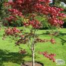 Buy Acer palmatum Atropurpurea (Japanese Maple) online from Jacksons Nurseries