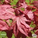 Buy Acer palmatum Atropurpurea (Japanese Maple) online from Jacksons Nurseries