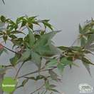 Buy Acer palmatum Bloodgood (Japanese Maple) online from Jacksons Nurseries