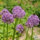 Buy Allium - Purple Sensation (Bulbs) in the UK