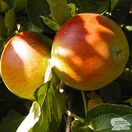 Buy Family Apple Tree online from Jacksons Nurseries