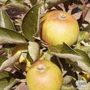 Buy Family Apple Tree online from Jacksons Nurseries