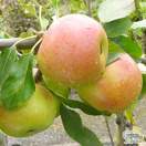 Buy Apple domestica Charles Ross online from Jacksons Nurseries
