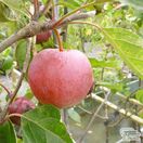 Buy Family Apple Tree online from Jacksons Nurseries